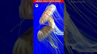 Jellyfish যেভাবে মানুষকে কামড়ায়😱 How Jellyfish Sting Works shorts ytshorts facts [upl. by Llenrad417]