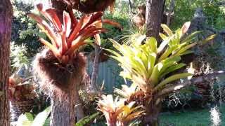 Bromeliad mix Plants  Bromelia planta de exceptie  Top 10 Bromeliads HD 01 [upl. by Eelsha413]