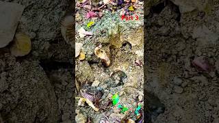 The cobra snake was under the ground Habib Bhai rescued the snakePart3 africawildanimals [upl. by Haet]