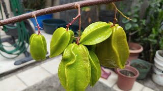 FRUTOS INFINITOS de árbol de Carambola EN MACETA [upl. by Ansel]