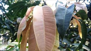 Mango Tree  Mangifera indica  Evergreen Fruit Tree [upl. by Attenej700]