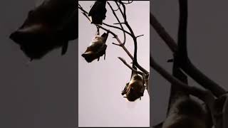 quotPteropus Yinpterochiroptera Megabats are largest bats in the world Fruit bats or flying foxesquot [upl. by Avehstab]