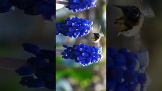 🌾 Grape Hyacinth Genus Muscari in Asparagus Family Asparagaceae  Observed in Description [upl. by Kitchen]