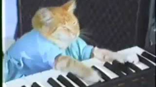 Play him off keyboard cat  Confucio inventó la confusión [upl. by Ballinger]