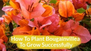 The 1 Important Thing To Do When Planting Bougainvillea Plus Other Tips Too  Joy Us Garden [upl. by Agiaf361]