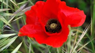 COULEUR COQUELICOT [upl. by Dlanger]