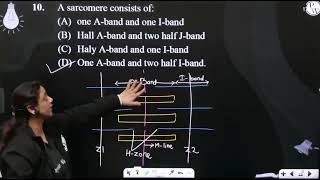 A sarcomere consists of [upl. by Marysa175]