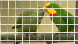 Barraband parakeet [upl. by Dayir]