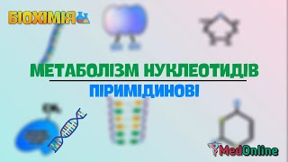 Метаболізм Нуклеотидів  Піримідинові Азотисті Основи [upl. by Eirelav]