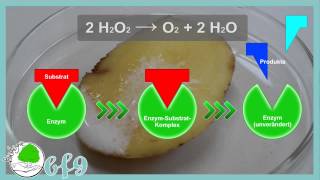 Enzyme  Enzymwirkung und Denaturierung von Katalase [upl. by Krucik]