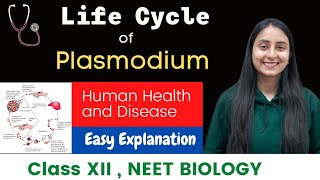 Life Cycle of Plasmodium  Malaria Parasite  CLASS XII  NEET [upl. by Akym]