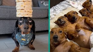 The Funniest Dachshund Moments 2023  A Hilarious Compilation for Sausage Dog Lovers FurryTails [upl. by Milda638]