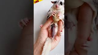 Cute animal baby sugar glider cute baby sugarglider shortvideo animals shorts [upl. by Gena]