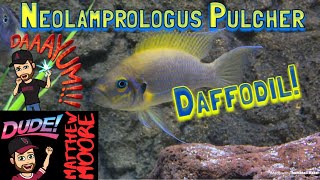 Neolamprologus Pulcher Daffodil [upl. by Frechette]