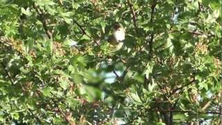 singing Marsh Warbler Acrocephalus palustris part 1 [upl. by Groscr]