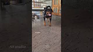 Rottweiler barking viral dog angrypuppy angrydog cutepet puppy rotts cutepuppy pets angry [upl. by Saticilef53]