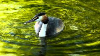 Great Crested Grebe Podiceps cristatus  Haubentaucher 07 [upl. by Hoppe]