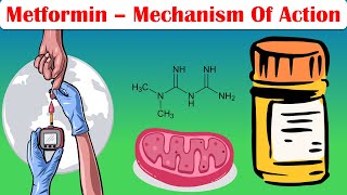 Metformin  Mechanism Of Action Pharmacology Of Metformin [upl. by Sueahccaz]