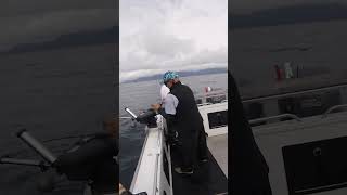 Halibut Fishing Alaska [upl. by Nitsuj]