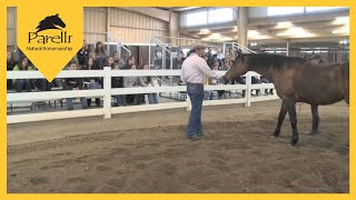 Pat Parelli  Equine Behavior Lecture at Colorado State University Part 1 [upl. by Thurlough]