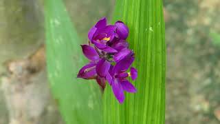 Spathoglottis cv plicata Blume  angl Philippine Ground Orchid [upl. by Coopersmith392]