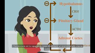 Psychologie de base  la fonction du système endocrinien [upl. by Assened]