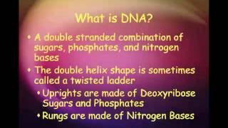 DNA Structure amp Function Lecture [upl. by Neetsirk358]