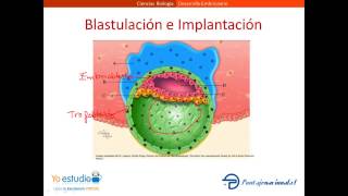 Desarrollo Embrionario [upl. by Eniruam591]