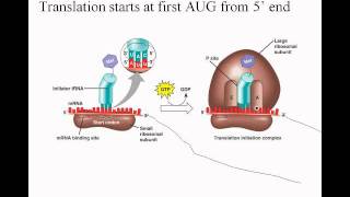 46DNAtoProteinwmv [upl. by Adni]