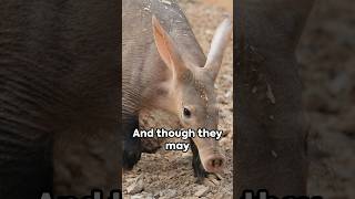 Aardvark Uncovered 5 Fascinating Facts [upl. by Thurmond746]