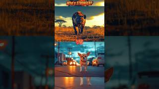 Hyena vs Kangal vs Pitbull vs Alabai Dog vs  Chihuahua American Bully White Lion Doberman [upl. by Haliehs307]