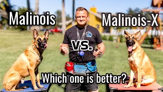 Belgian Malinois vs MalinoisX  Is the Malinois x GSD an even better dog [upl. by Niltac4]