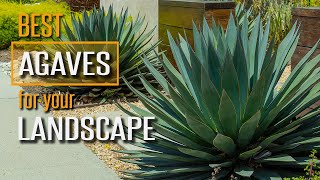 Watch This Before You Buy Agave Plants PS I have a Favorite [upl. by Karlik40]