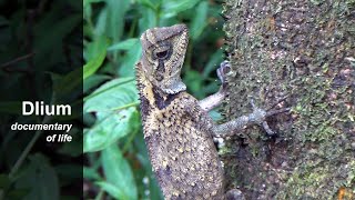 Kuhls angelhead lizard Gonocephalus kuhlii [upl. by Alaek]