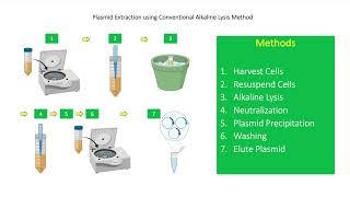 Plasmid isolation Principle  Alkaline Lysis Method  Traditional Method [upl. by Romeu]