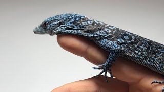 Baby Blue Tree Monitor Varanus Macraei [upl. by Rhodia]