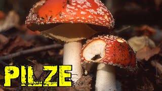 Pilze sammeln  von Amanita bis Ziegenlippe amp Gorillastativ №038 [upl. by Larianna]