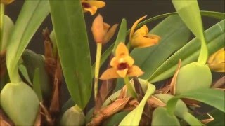 Maxillaria variabilis [upl. by Eibloc818]