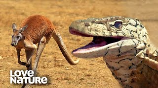 Monster Lizard Perentie Chases After Kangaroo in Epic Hunt  Love Nature [upl. by Holsworth]