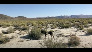 Higgins Gundogs 6 Mo Old Pudelpointer Learning Steadiness Leads to Success [upl. by Yeoj]