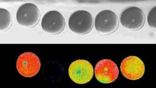 Sea urchin fertilization calcium wave [upl. by Ethelin796]