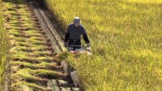 2015 稲刈り Japanese harvesting of the rice [upl. by Karoly]