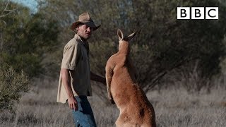 Dont mess with Roger the Kangaroo  Kangaroo Dundee  BBC [upl. by Ahsietal]