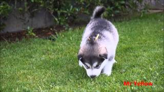 Alaskan Malamutes 4 weeks old [upl. by Yenot764]