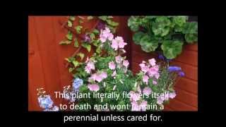 Malva Rosea Moschata in flower care and help [upl. by Annua]