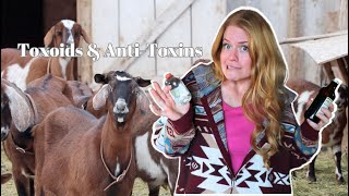 Toxoids and AntiToxins for Goats and Why YOU Need to Know [upl. by Leinto]