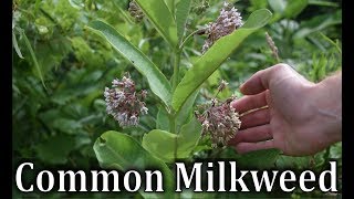 How To Identify Common Milkweed  Asclepias syriaca [upl. by Bat]