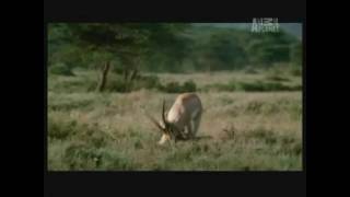 Gazelle kills cheetah [upl. by Nessnaj]