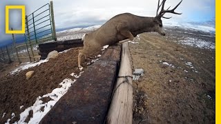 A Deer Migration You Have to See to Believe  National Geographic [upl. by Torrence]