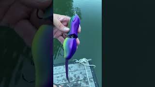 Swimbait Review Illude Rad Rat [upl. by Atteve153]